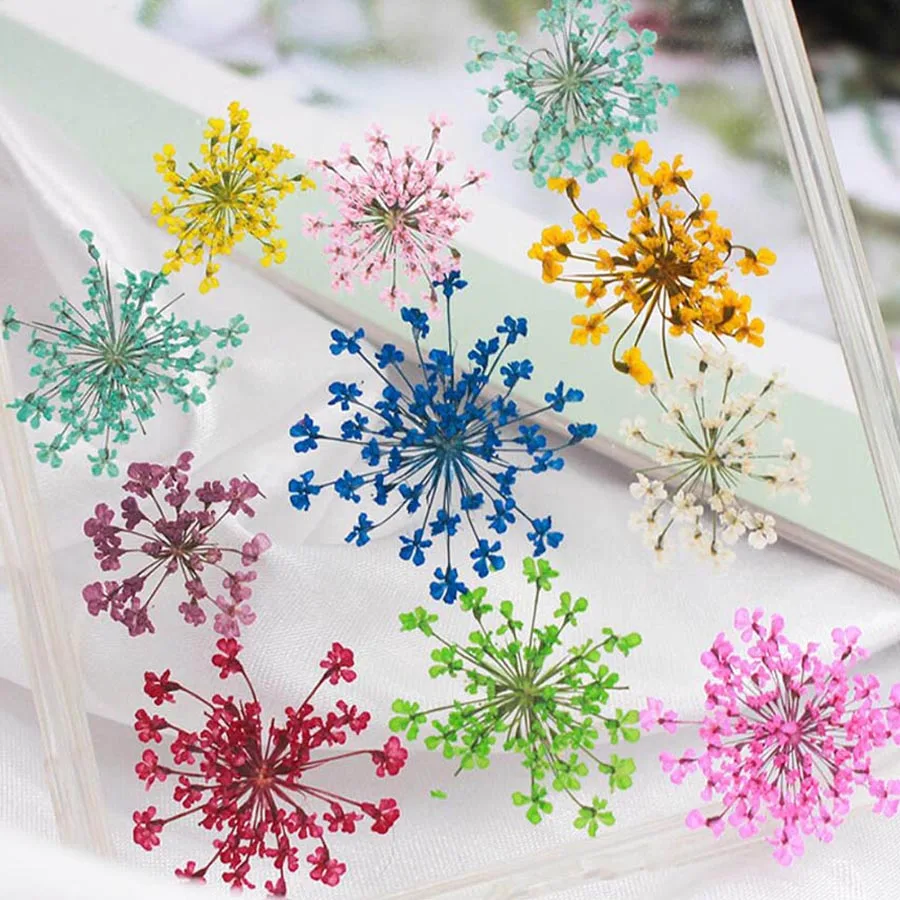 Dried Flower Bookmark - 60 قطعة ضغط المجففة 20-25 مللي