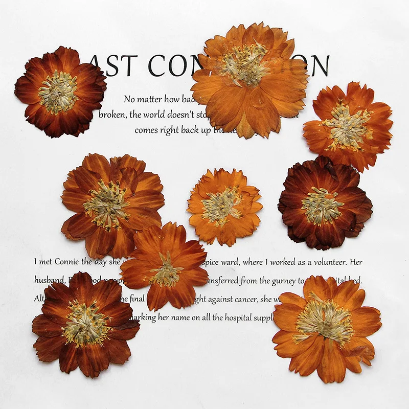 Dried Flower Bookmark - 12 قطعة/3-5 سنتيمتر ، الطبيعة ضغط