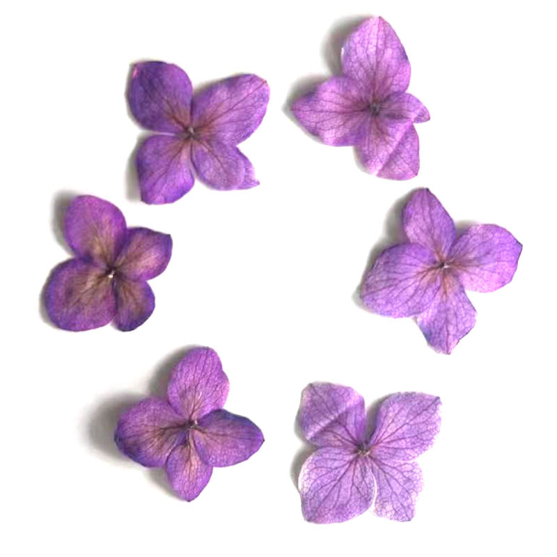 60 قطعة من زهور الهيدرانجيا ال - مراجعة Dried Flower Bookmark وسعره