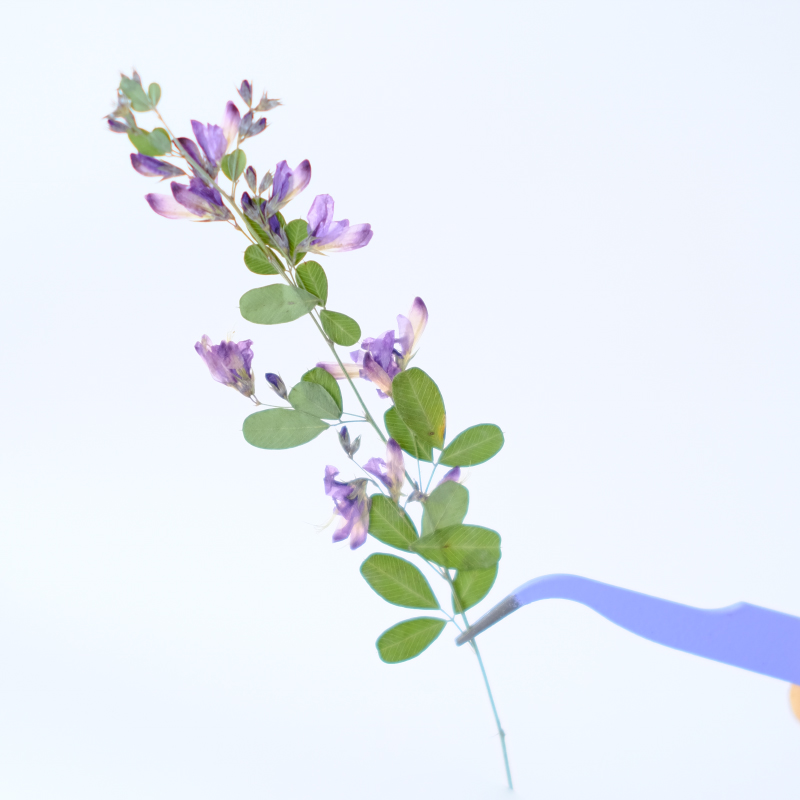 6 قطع، زهور ليسبيدزا فورموسَا  - مراجعة Dried Flower Bookmark وسعره