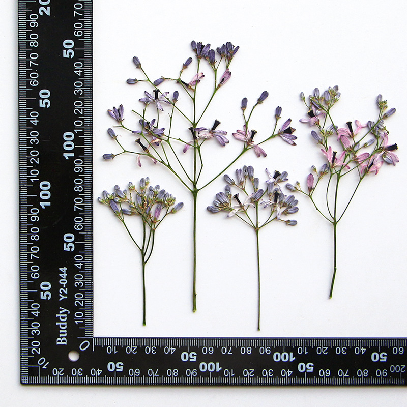 120 قطعة من زهور الميليا أزدرا - مراجعة Dried Flower Bookmark وسعره