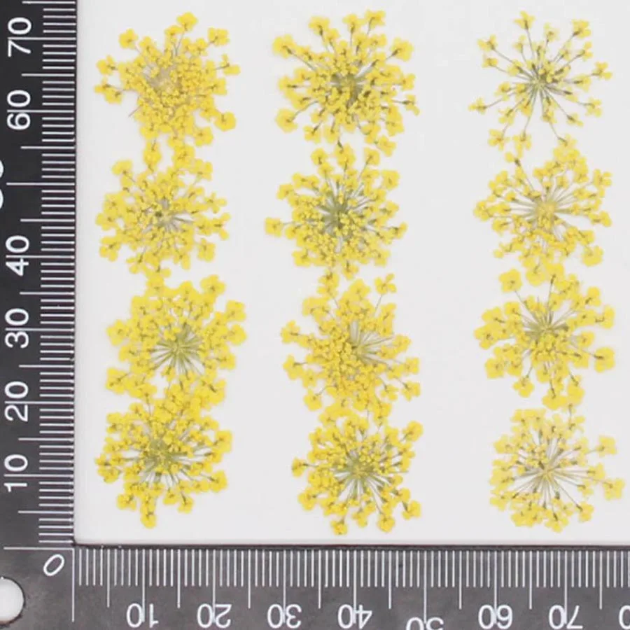 60 قطعة ضغط المجففة 20-25 مللي - مراجعة Dried Flower Bookmark وسعره
