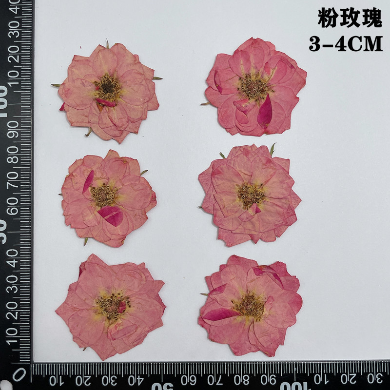 60 قطعة ضغط المجففة الأحمر الأ - مراجعة Dried Flower Bookmark وسعره