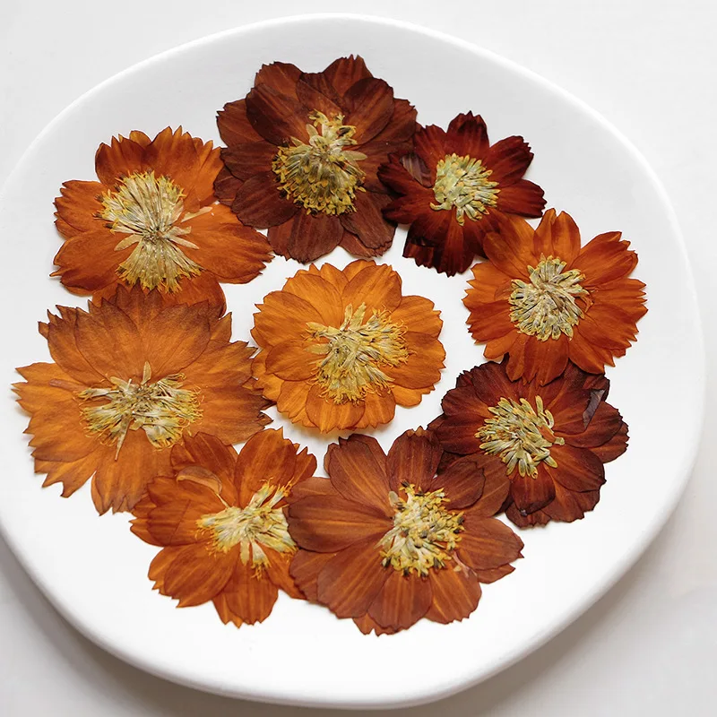 12 قطعة/3-5 سنتيمتر ، الطبيعة  - مراجعة Dried Flower Bookmark وسعره