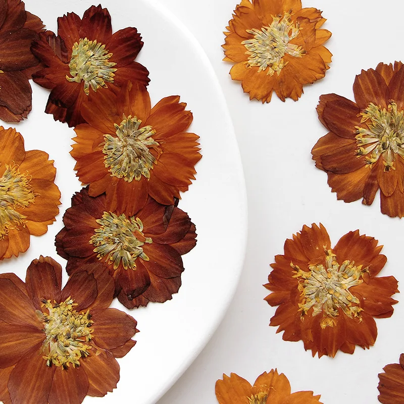 12 قطعة/3-5 سنتيمتر ، الطبيعة  - مراجعة Dried Flower Bookmark وسعره
