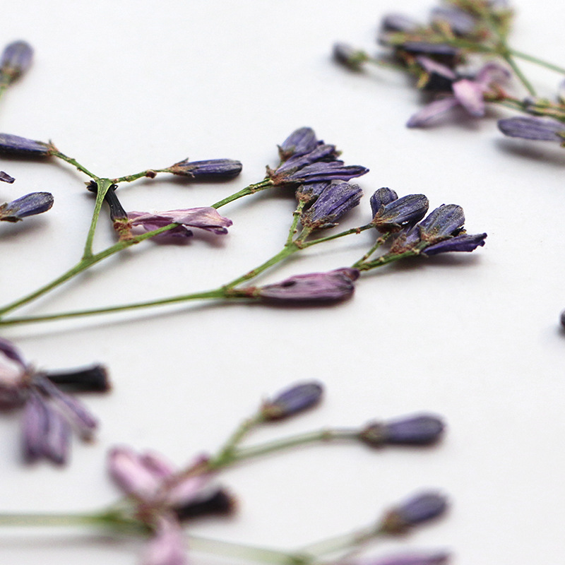 60 قطعة من أغصان زهور شجرة الن - مراجعة Dried Flower Bookmark وسعره