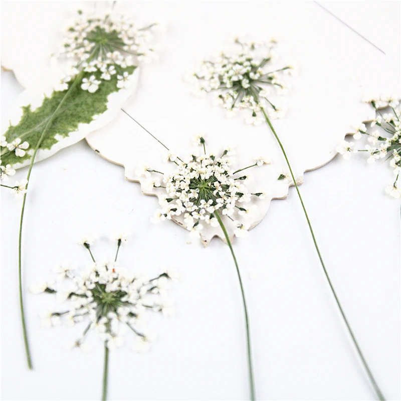 شموع معطرة ، 100 قطعة ، زهور د - مراجعة Dried Flower Bookmark وسعره