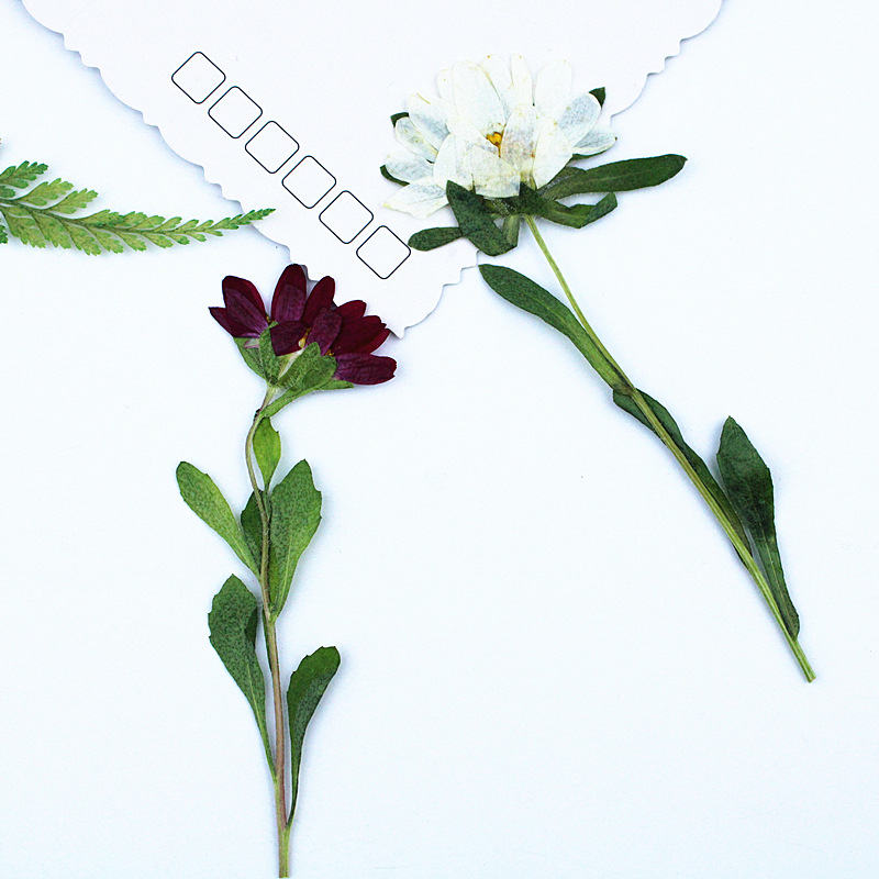 24 قطعة، زهور أقحوان صغيرة مجف - مراجعة Dried Flower Bookmark وسعره