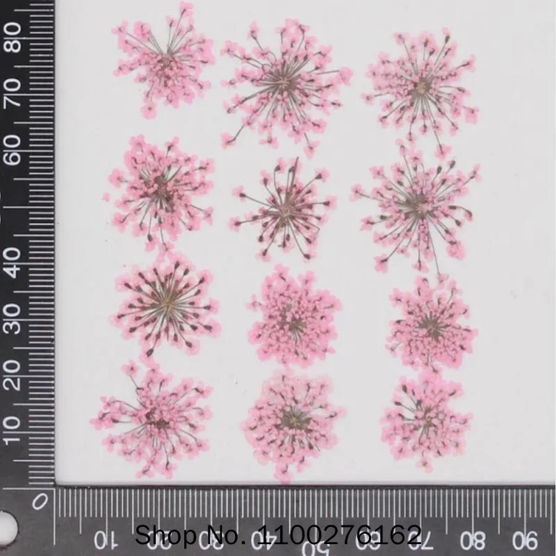 60 قطعة ضغط المجففة Ammi Majus - مراجعة Dried Flower Bookmark وسعره