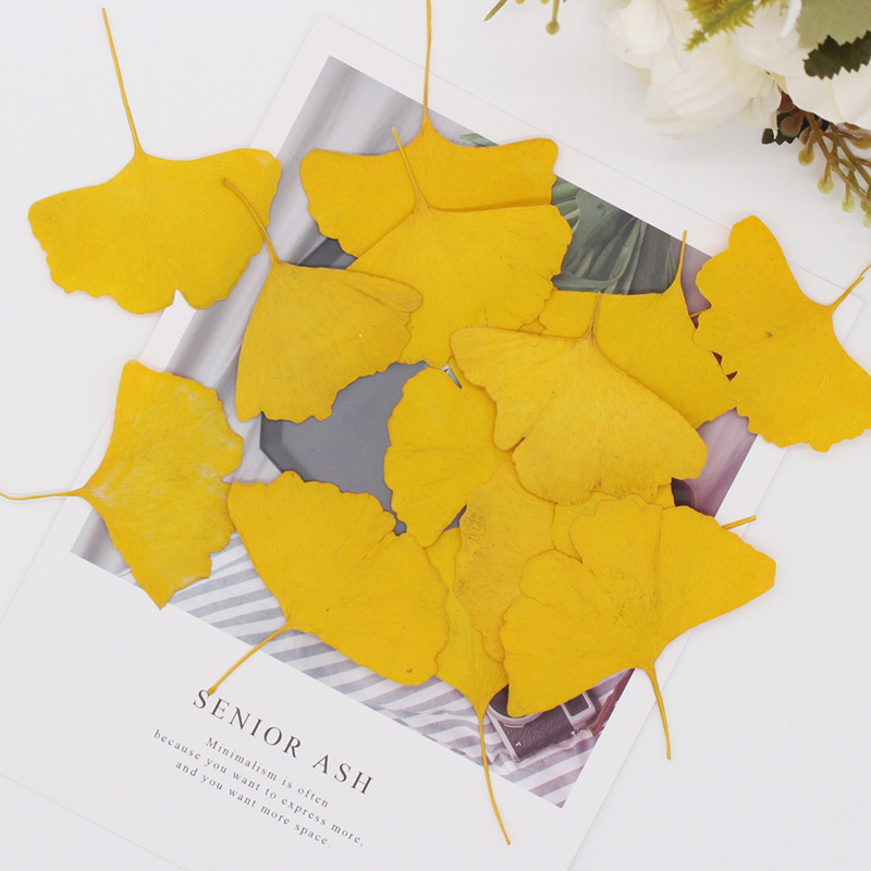 60 قطعة من أوراق الجنكو بيلوبا - مراجعة Dried Flower Bookmark وسعره