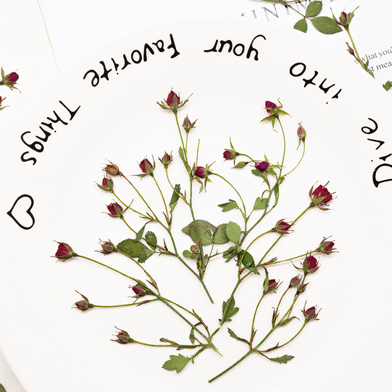 12 قطعة، أغصان ورود مجففة متعد - مراجعة Dried Flower Bookmark وسعره